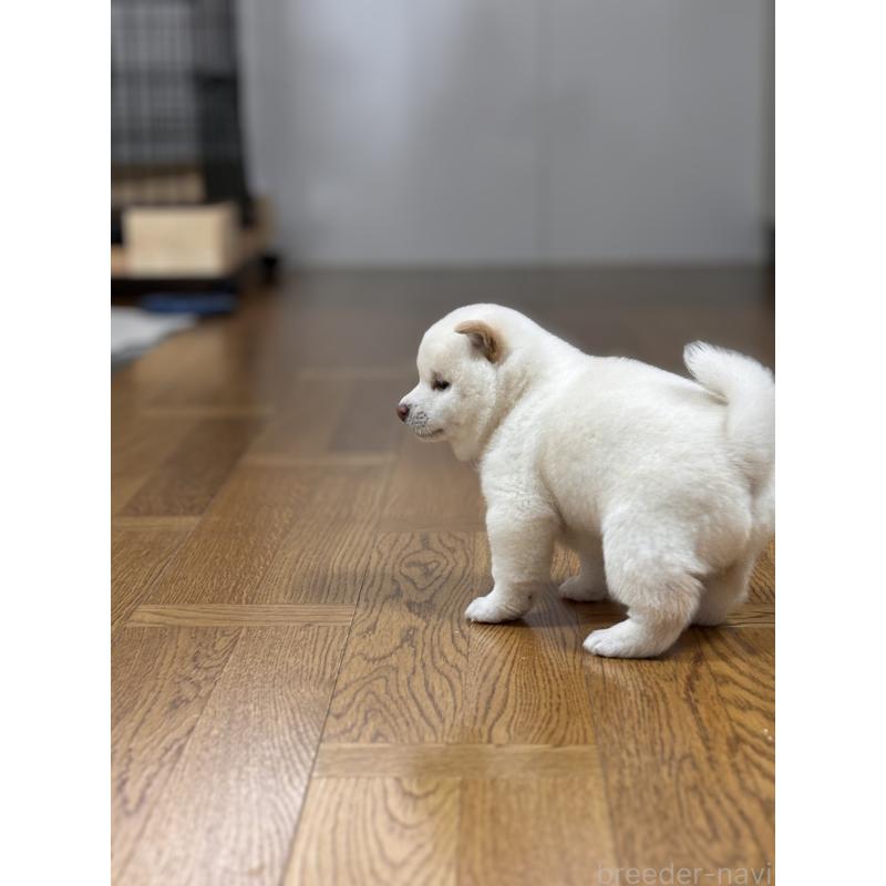 商談中の和歌山県の豆柴-432194の7枚目