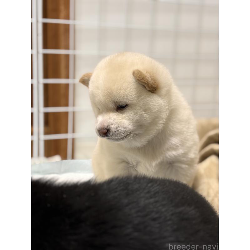 商談中の和歌山県の豆柴-432194の5枚目