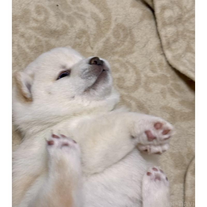 商談中の和歌山県の豆柴-432194の4枚目