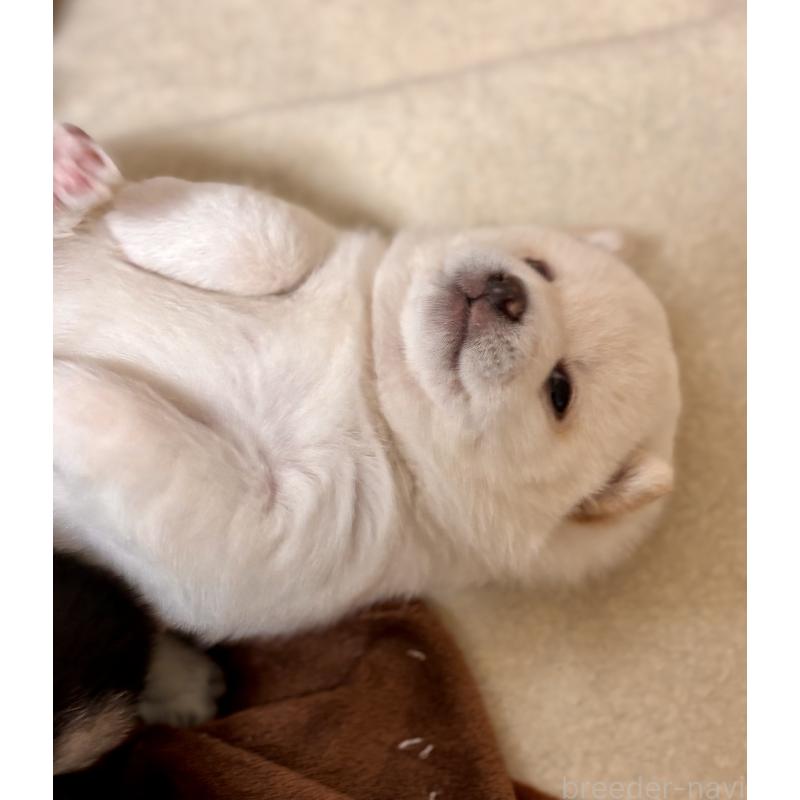 商談中の和歌山県の豆柴-432194の3枚目