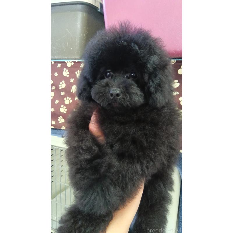 販売中の栃木県のトイプードル-433652の10枚目