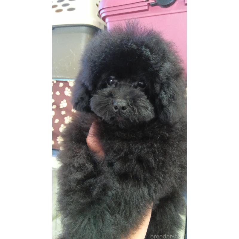 販売中の栃木県のトイプードル-433652の9枚目