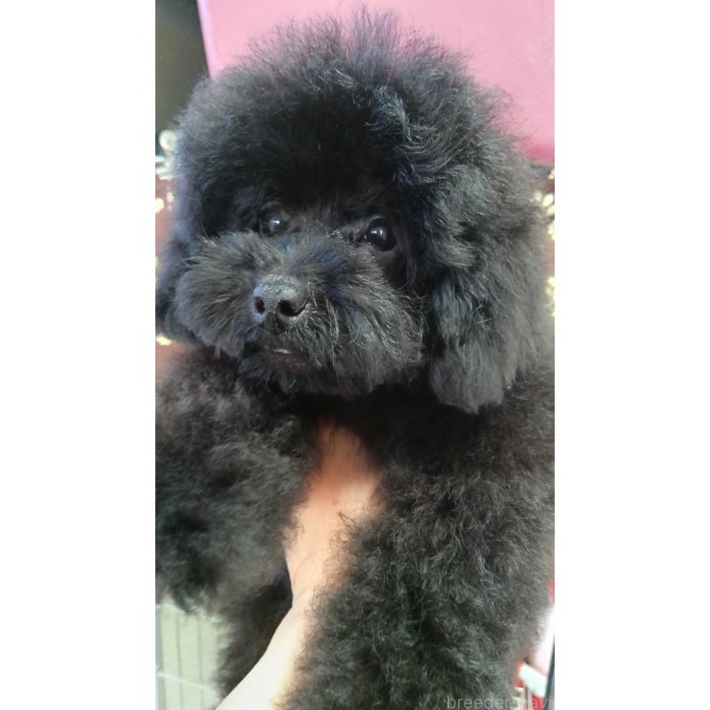 販売中の栃木県のトイプードル-433652の8枚目