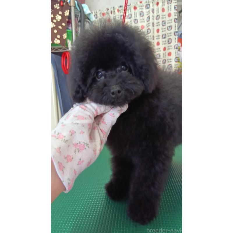 販売中の栃木県のトイプードル-433652の7枚目