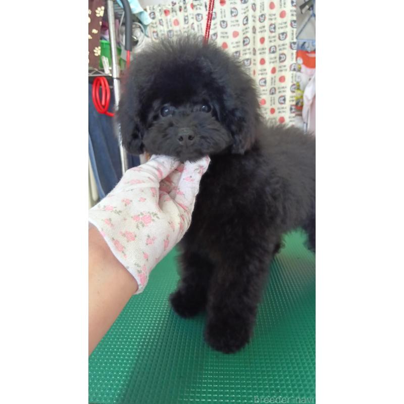 販売中の栃木県のトイプードル-433652の6枚目