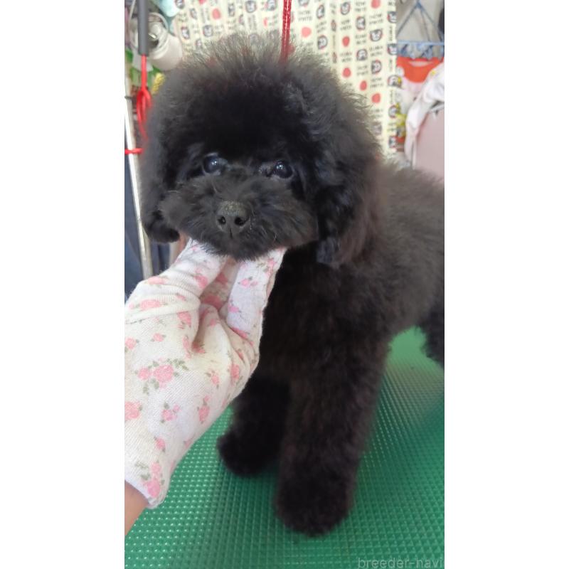 販売中の栃木県のトイプードル-433652の5枚目