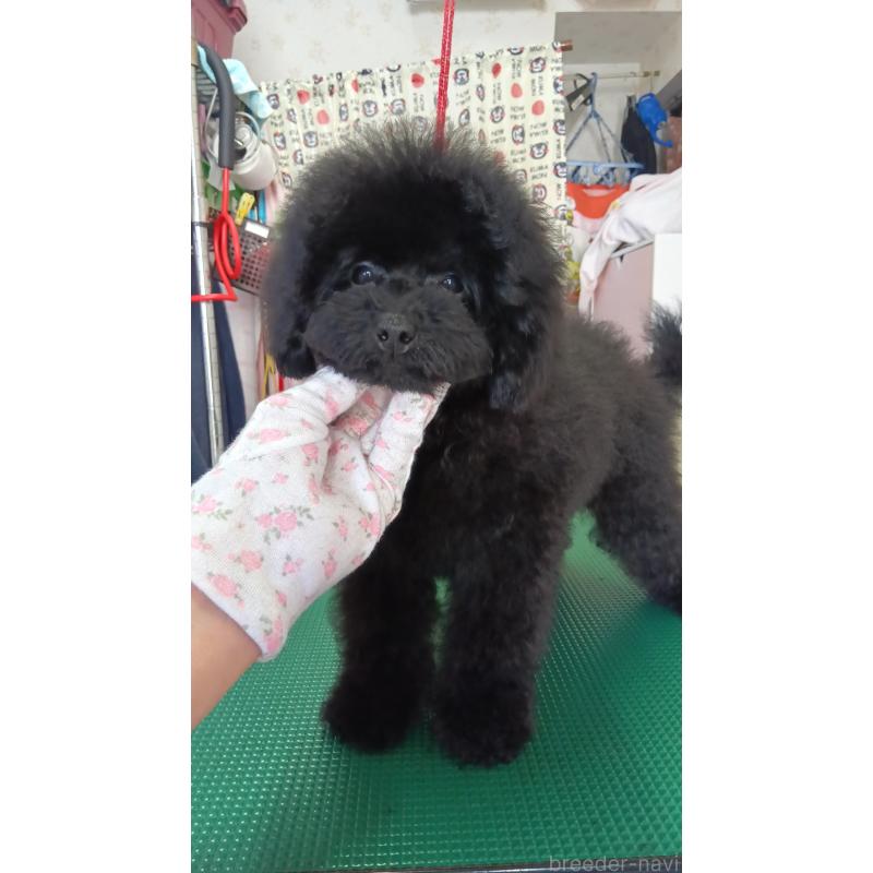 販売中の栃木県のトイプードル-433652の4枚目