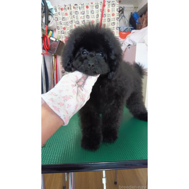 販売中の栃木県のトイプードル-433652の3枚目