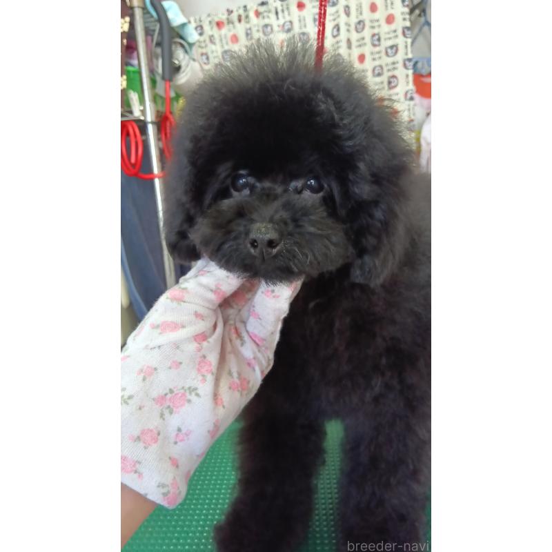 販売中の栃木県のトイプードル-433652の2枚目