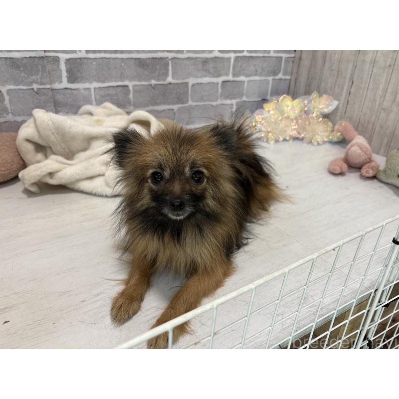 販売中の東京都のポメラニアン-361734の3枚目