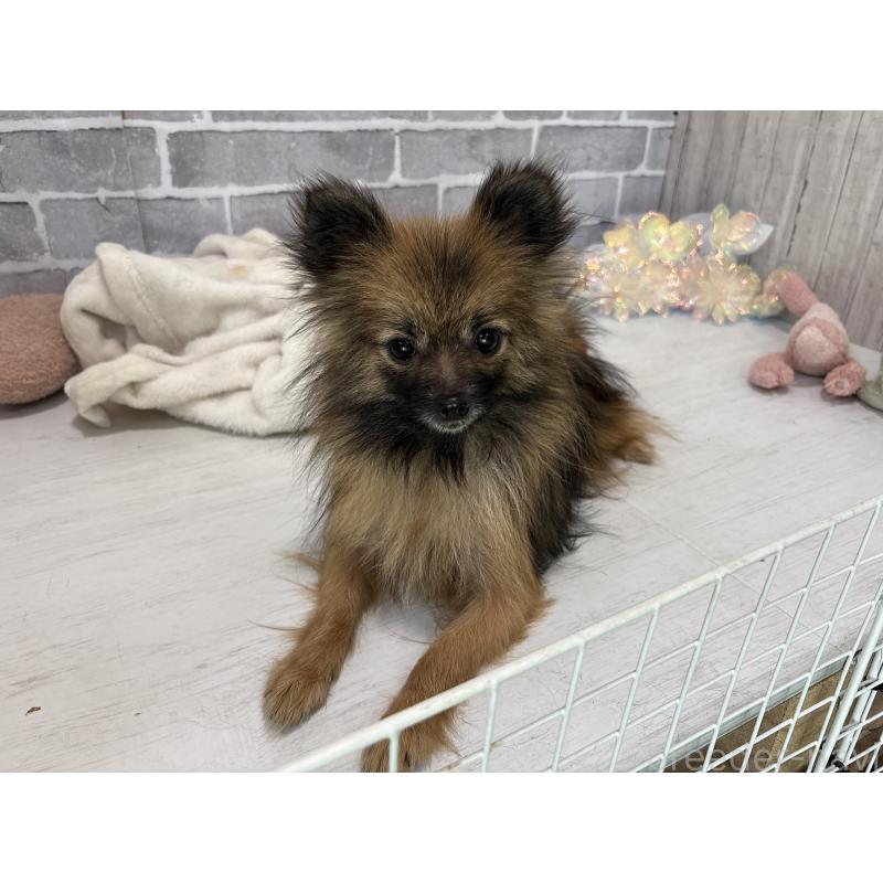 販売中の東京都のポメラニアン-361734の2枚目