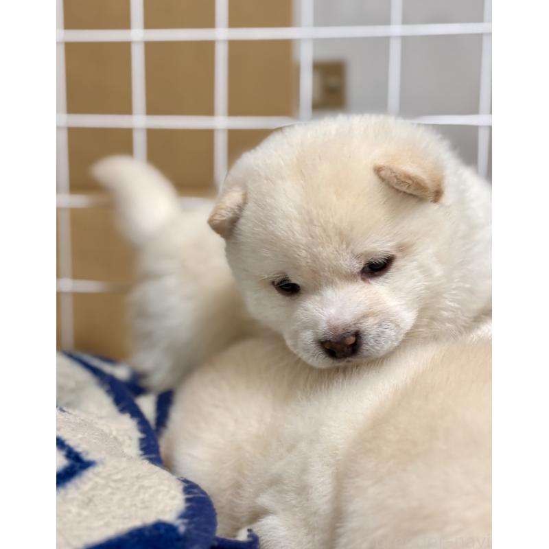 成約済の和歌山県の豆柴-432399の7枚目