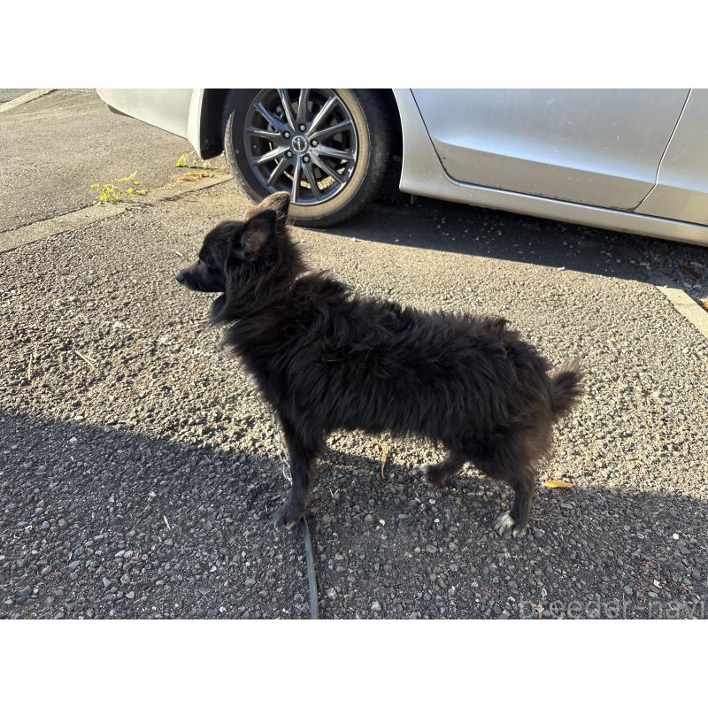 販売中の東京都のミックス犬-375989の5枚目