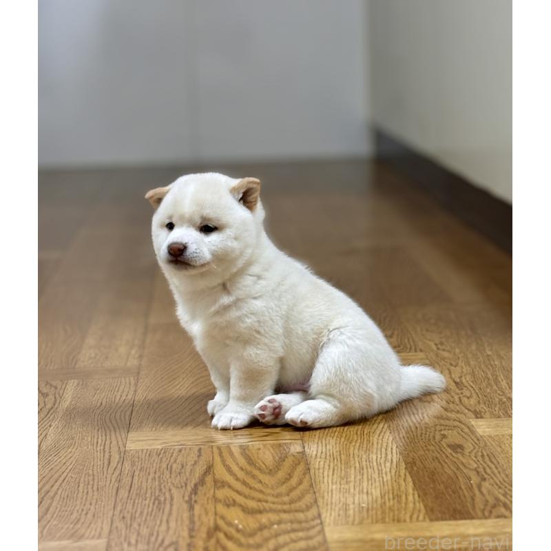 成約済の和歌山県の豆柴-432399の6枚目