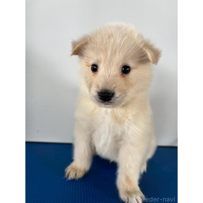 販売中の東京都のミックス犬-433653の2枚目