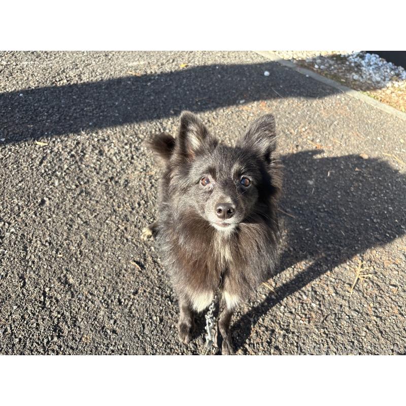 販売中の東京都のミックス犬-375989の4枚目