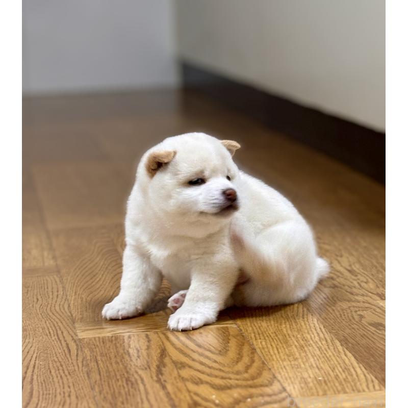 成約済の和歌山県の豆柴-432399の5枚目