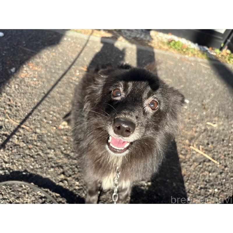 販売中の東京都のミックス犬-375989の3枚目