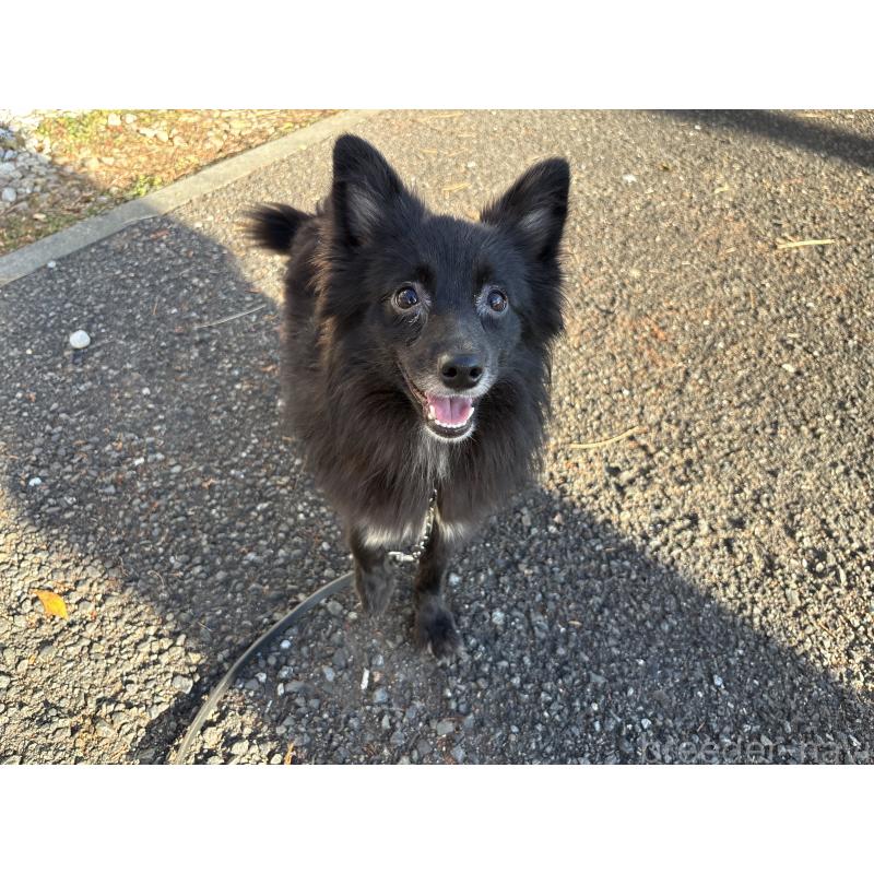 販売中の東京都のミックス犬-375989の2枚目