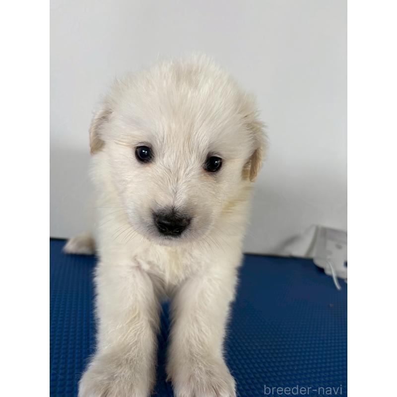 販売中の東京都のミックス犬-433654の5枚目