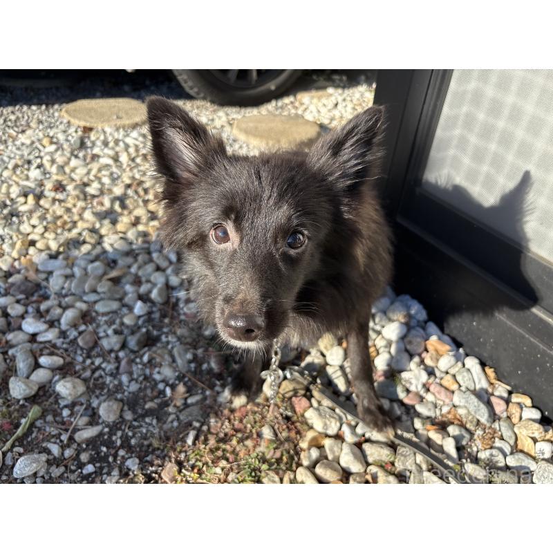 販売中の東京都のミックス犬-375985の7枚目