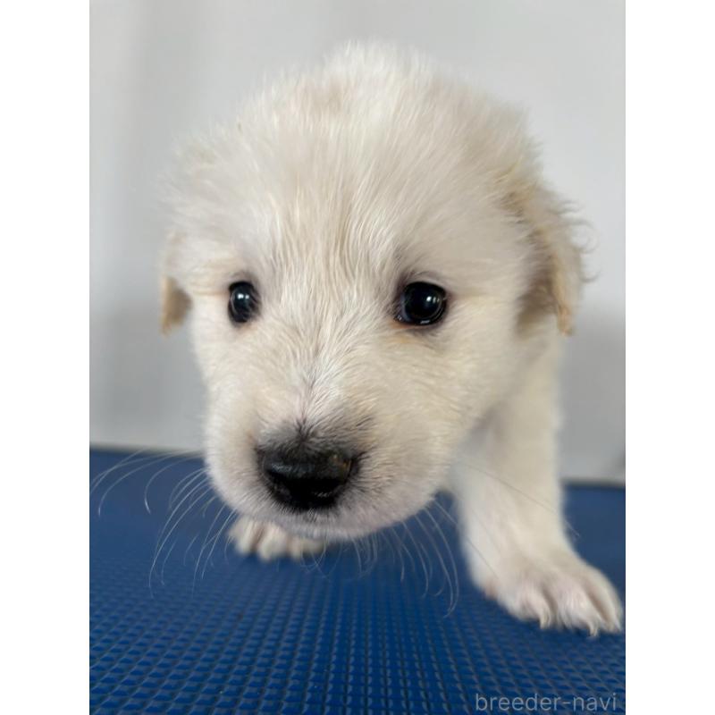 販売中の東京都のミックス犬-433654の2枚目