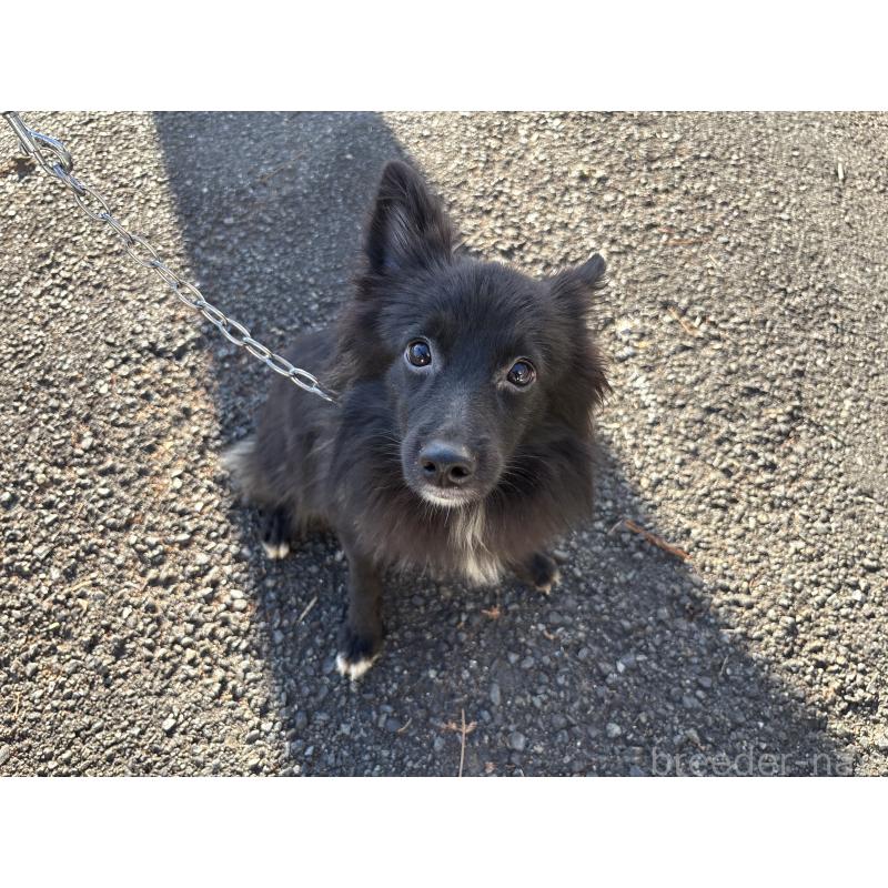 販売中の東京都のミックス犬-375985の6枚目