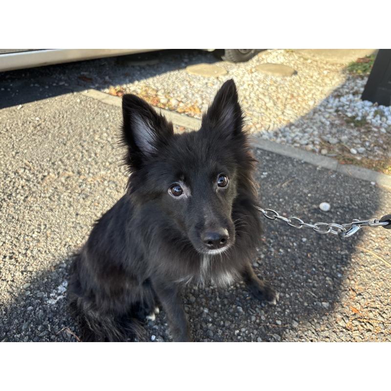 販売中の東京都のミックス犬-375985の5枚目