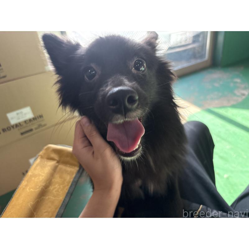 販売中の東京都のミックス犬-375985の4枚目