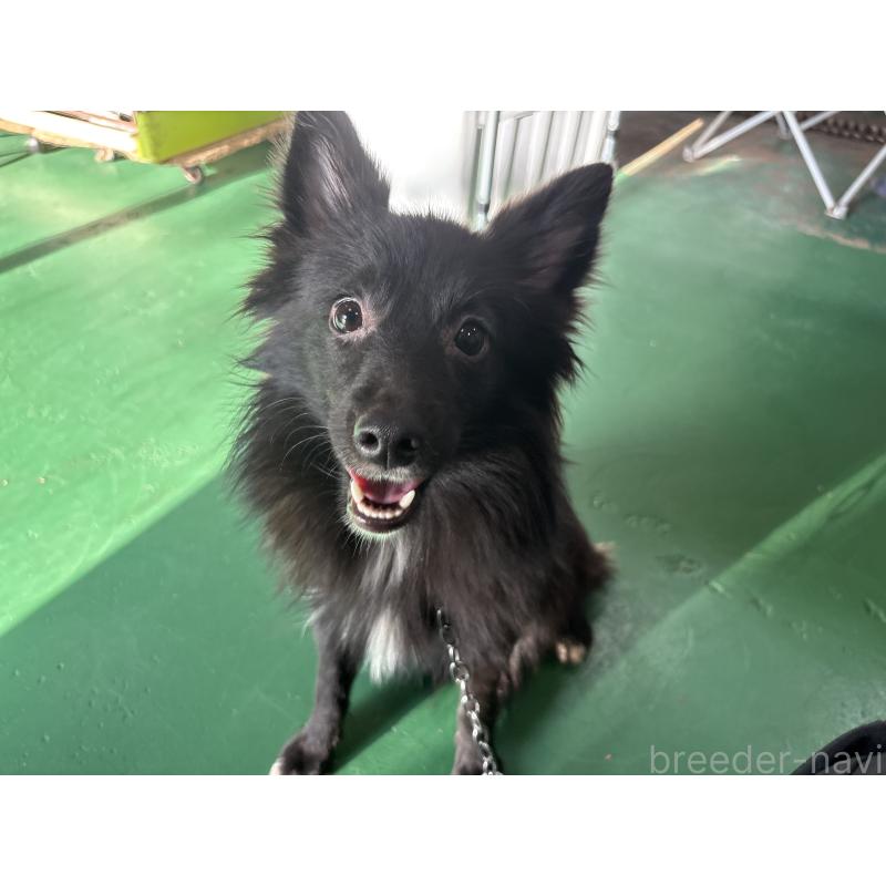 販売中の東京都のミックス犬-375985の3枚目