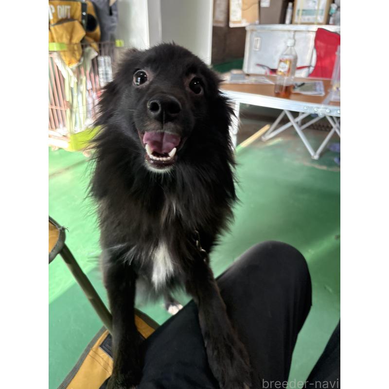 販売中の東京都のミックス犬-375985の2枚目