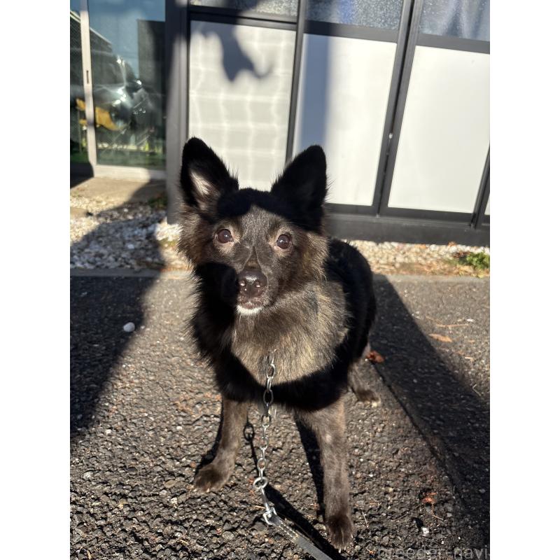 販売中の東京都のミックス犬-375986の5枚目