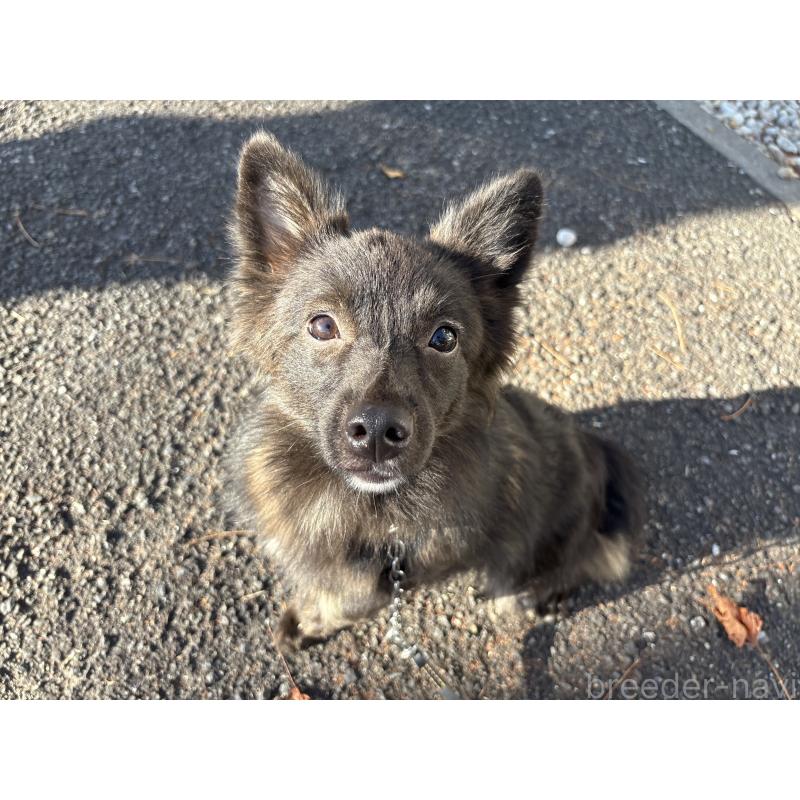 販売中の東京都のミックス犬-375986の4枚目