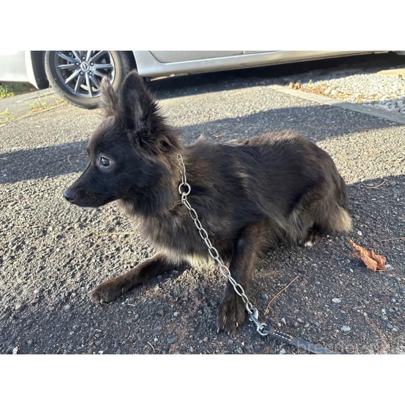 販売中の東京都のミックス犬-375986の3枚目