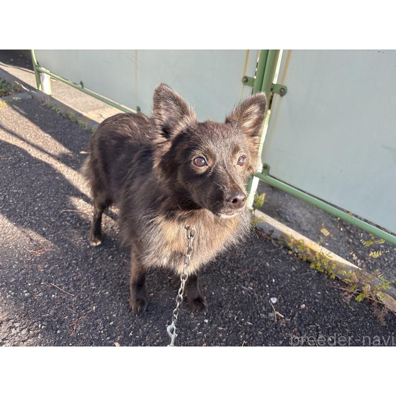 販売中の東京都のミックス犬-375986の2枚目