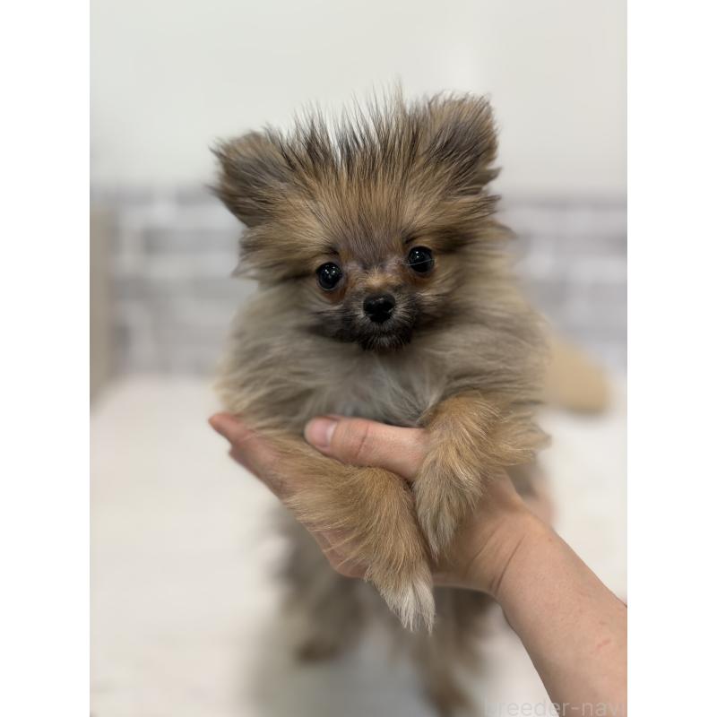 販売中の東京都のポメラニアン-423651の5枚目