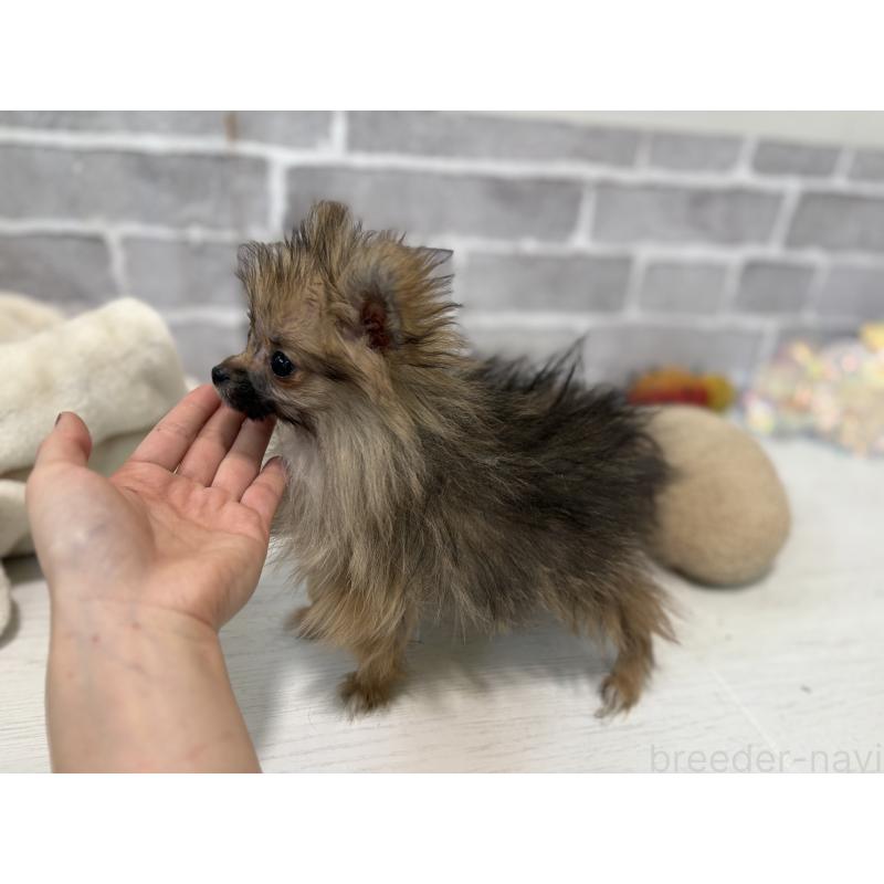 販売中の東京都のポメラニアン-423651の4枚目