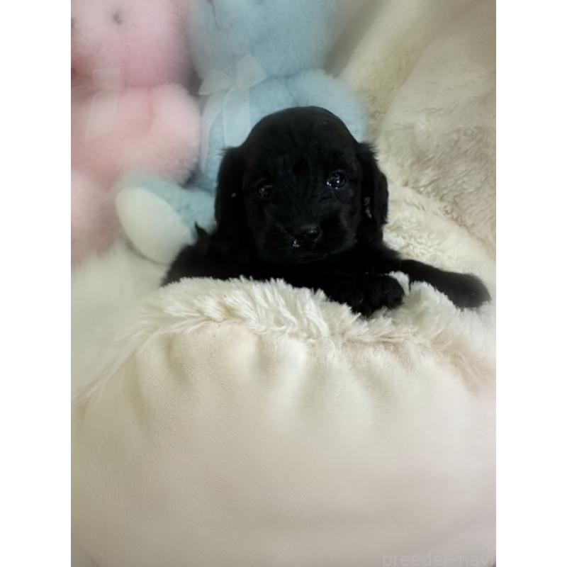 販売中の香川県のダップー:ミニチュアダックスフンド×トイプードル-433655の5枚目