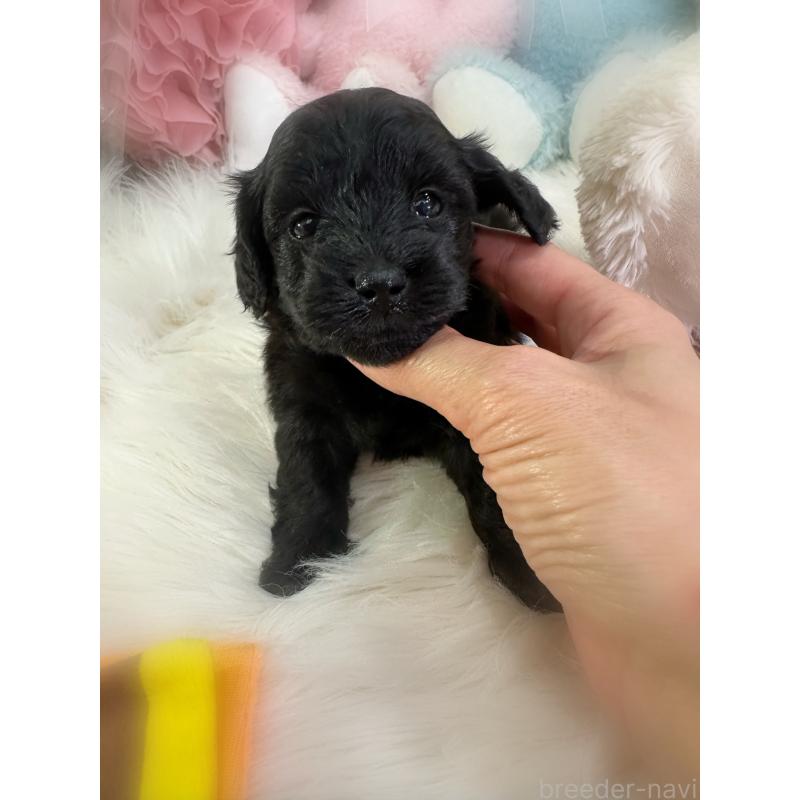 販売中の香川県のダップー:ミニチュアダックスフンド×トイプードル-433655の4枚目