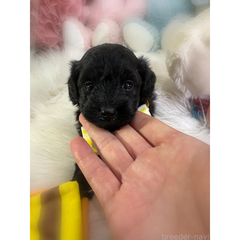 販売中の香川県のダップー:ミニチュアダックスフンド×トイプードル-433655の3枚目