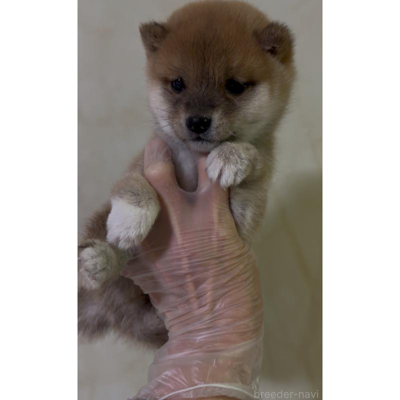 商談中の愛知県の豆柴-428349の2枚目