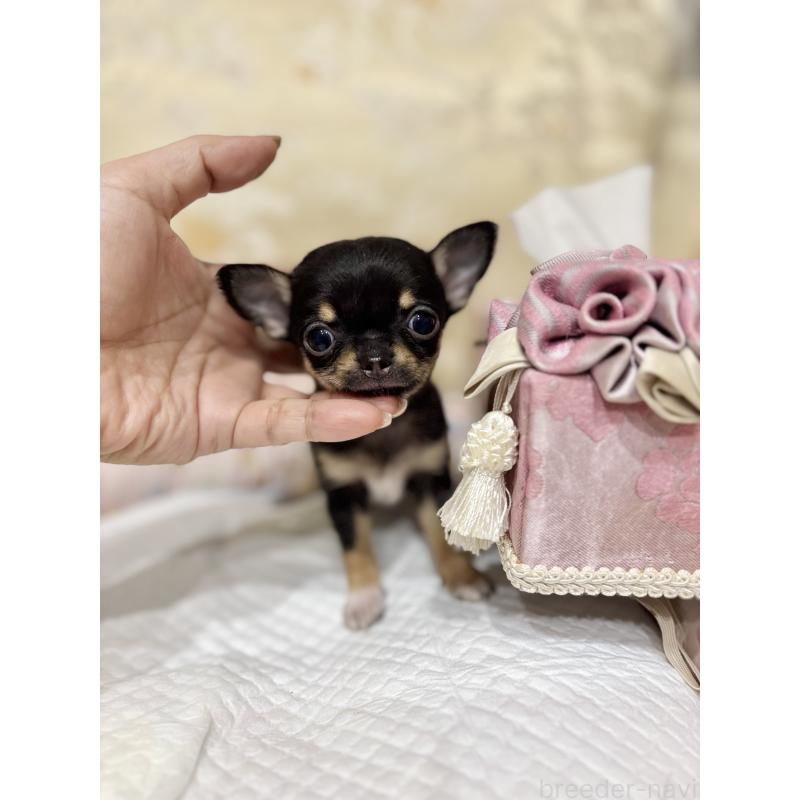 販売中の兵庫県のチワワ(スムースコート)-433658の4枚目