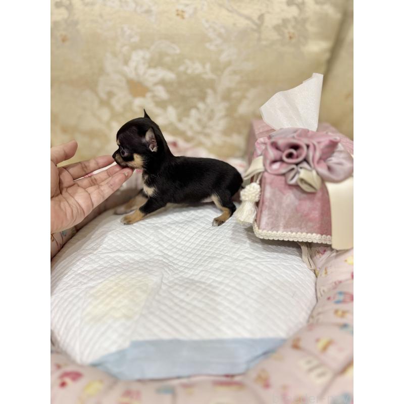 販売中の兵庫県のチワワ(スムースコート)-433658の3枚目