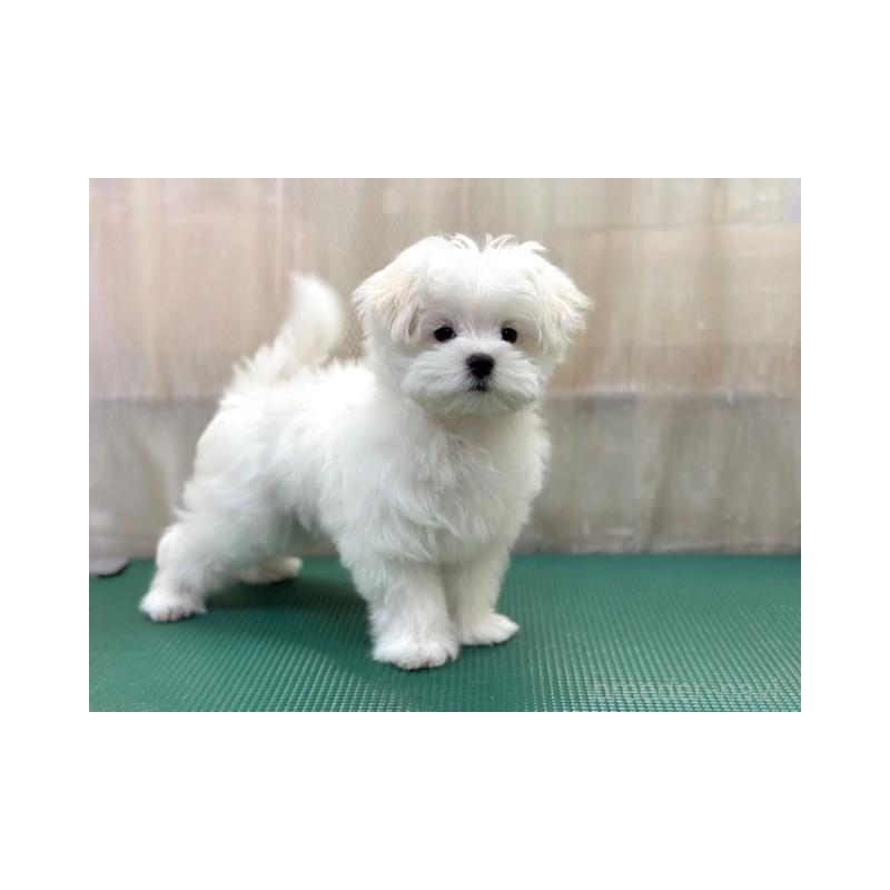 成約済の東京都のマルチーズ-424938の1枚目