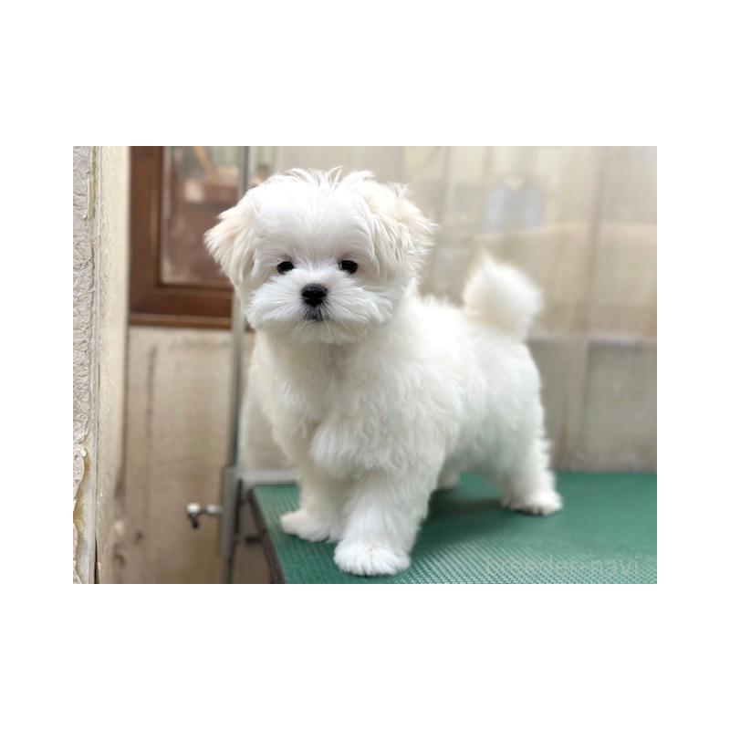 成約済の東京都のマルチーズ-424938の6枚目