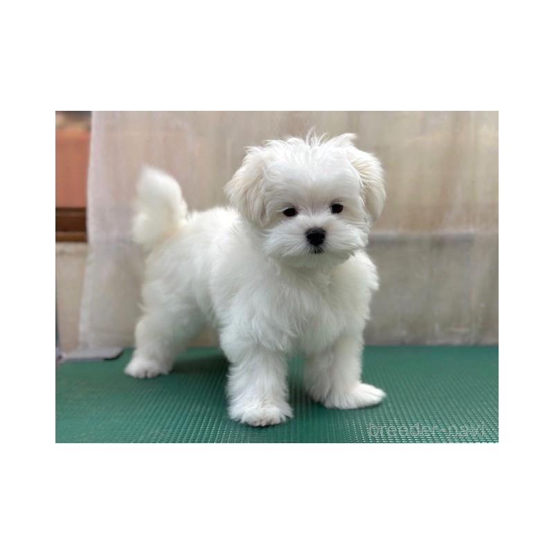 成約済の東京都のマルチーズ-424938の5枚目