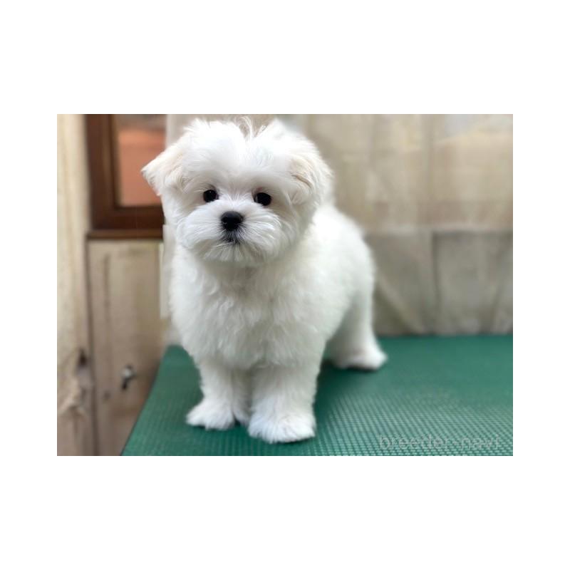 成約済の東京都のマルチーズ-424938の4枚目