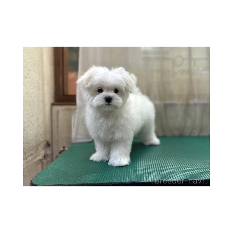 成約済の東京都のマルチーズ-424938の3枚目