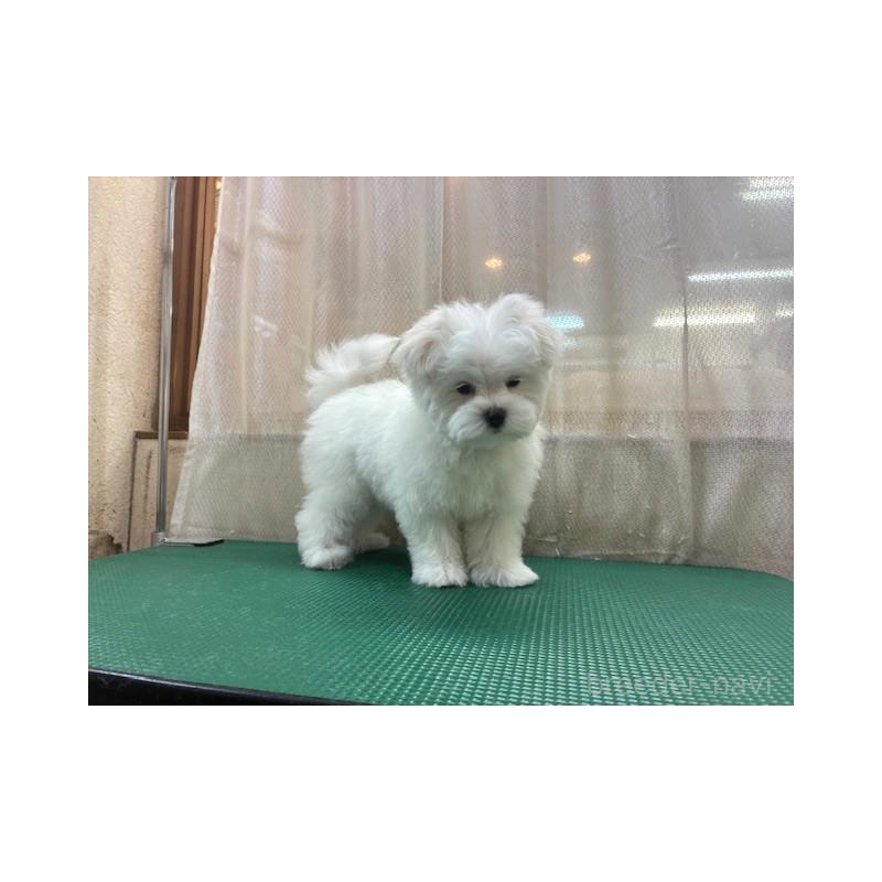 成約済の東京都のマルチーズ-424938の2枚目