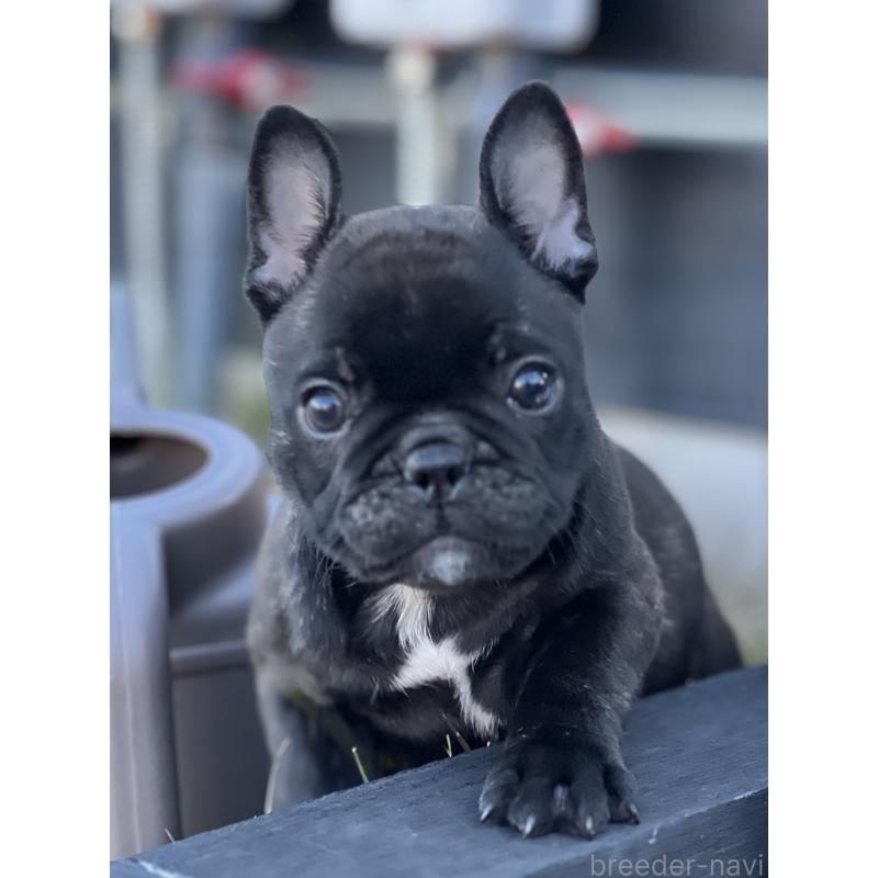 販売中の香川県のフレンチブルドッグ-433660